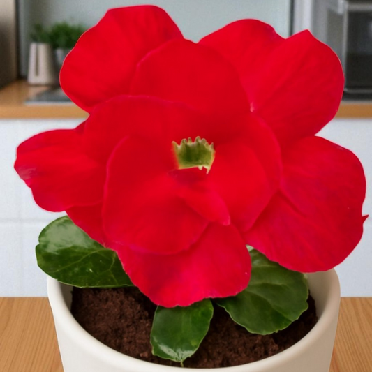 Adenium R3