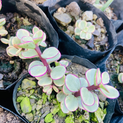 Yellow Elephant Bush (Portulacaria afra)