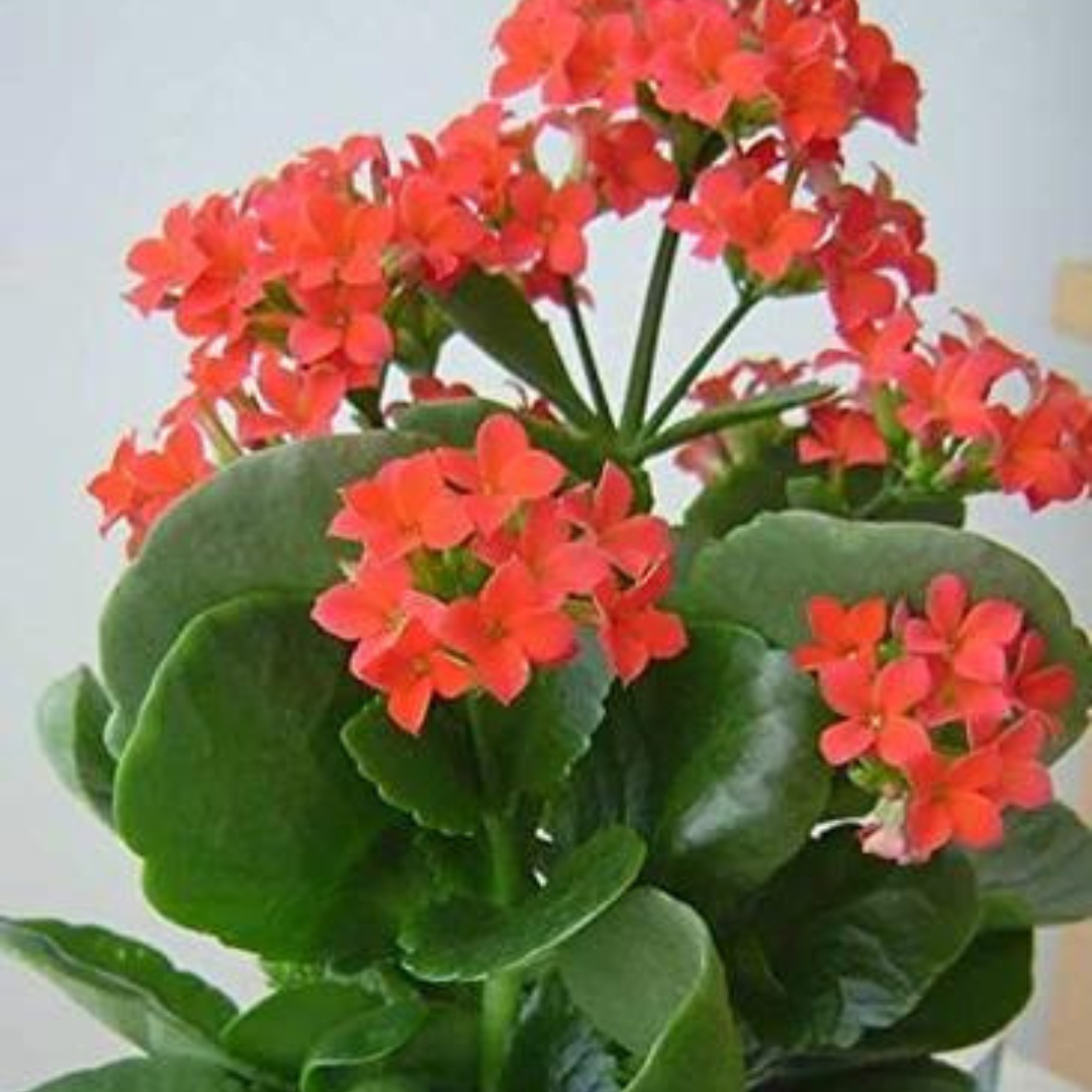 Kalanchoe Red Colour Var (Bare Rooted)