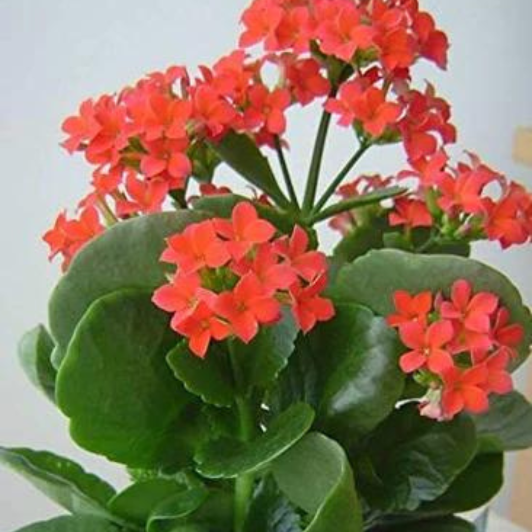 Kalanchoe Blossfeldiana (Bare Rooted)