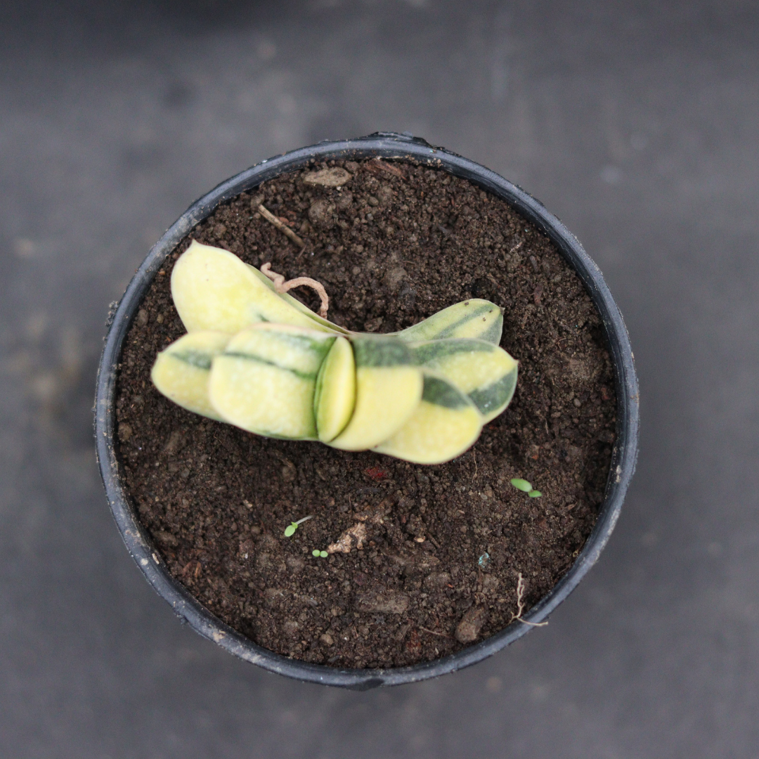 Gasteria Nitida Variegated (Bare Rooted)