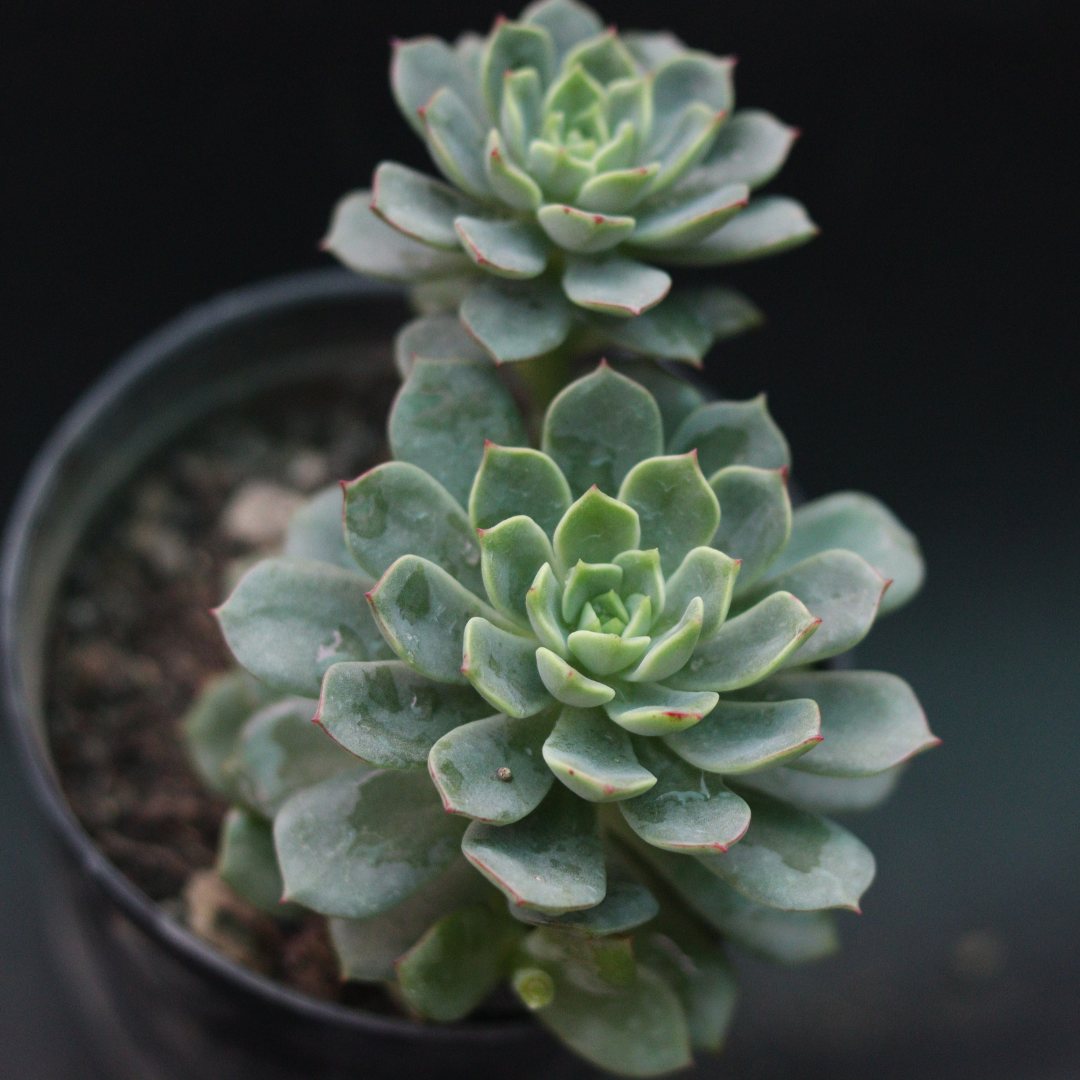 Echeveria 1