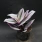 TRADESCANTIA PINK (Bare Rooted)