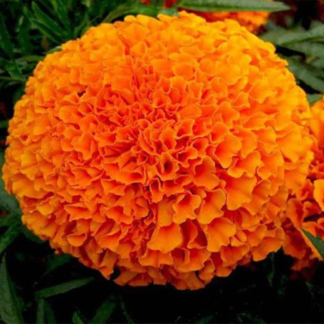 Marigold Big Orange - Laddu Type (30 Seeds)
