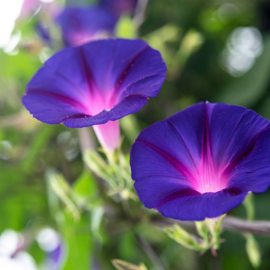 Morning Glory Purple (15-20 Seeds)