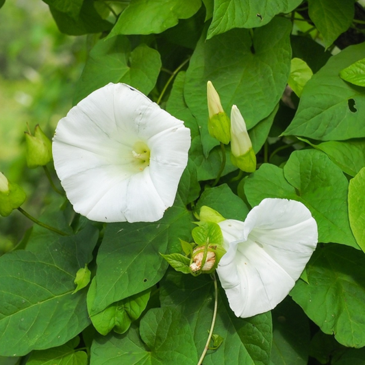 Morning Glory White (15-20 Seeds )