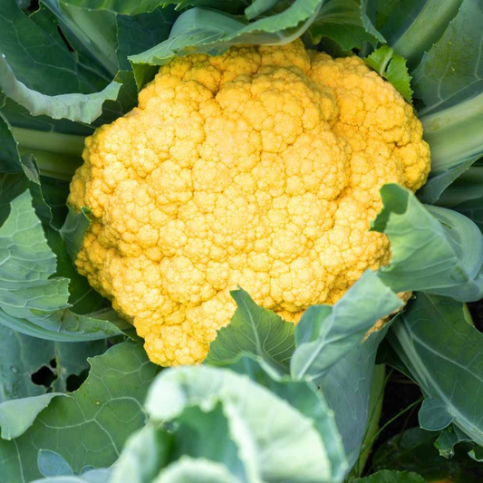 Cauliflower Yellow (40 Seeds)