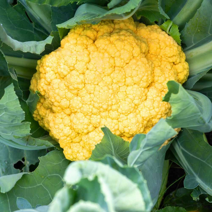 Cauliflower Yellow (40 Seeds)