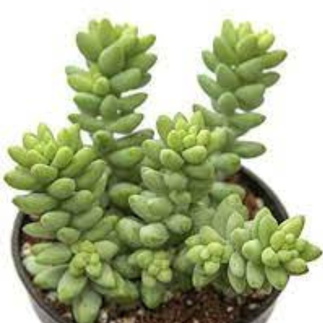 Burros Tail (Bare Rooted )