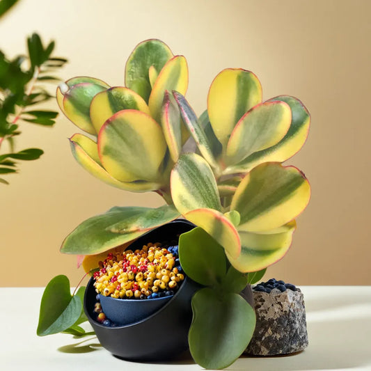 Variegated Jade Plant featuring vibrant green and yellow leaves with a touch of red edging, beautifully displayed in a stylish pot. Perfect as an indoor plant, this low-maintenance succulent brings a pop of color and elegance to any space. Explore unique succulents like this at Plant Orbit.