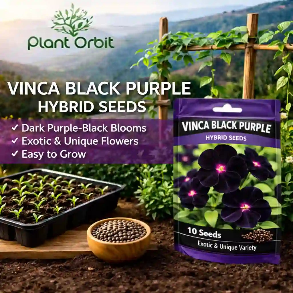 Package of Vinca Black Purple hybrid seeds with gardening elements in the background