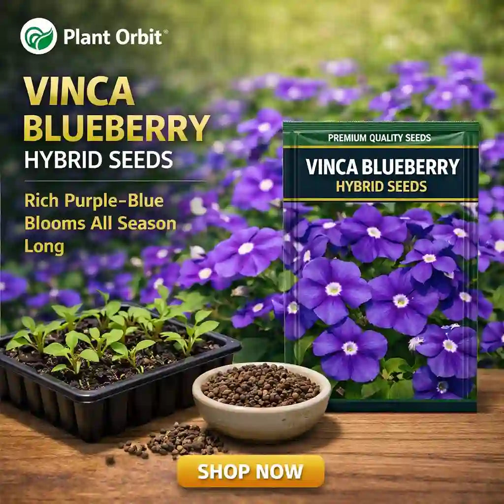 Vinca Blueberry hybrid seeds packaging with plants and seeds on a wooden surface