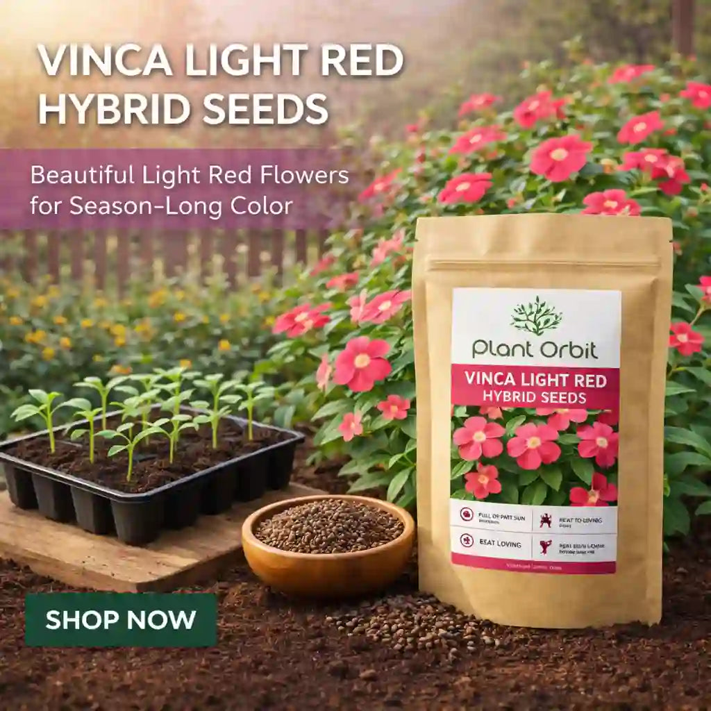 VINCA LIGHT RED  HYBRID SEEDS