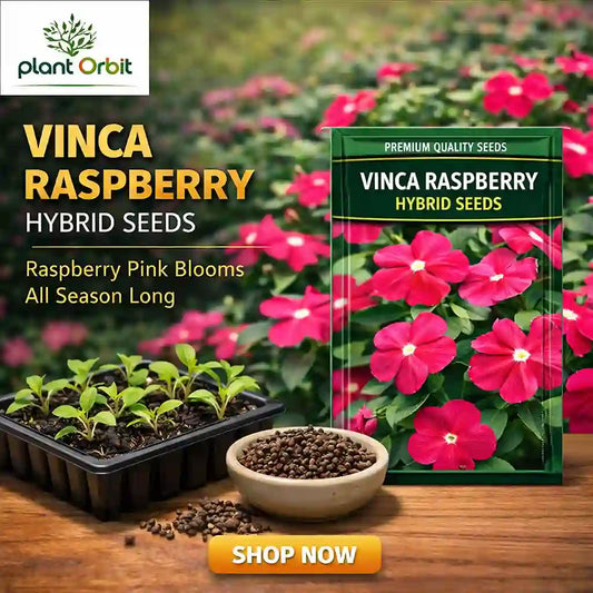 Vinca Raspberry hybrid seeds packaging with plants and flowers in the background, featuring Plant Orbit brand.