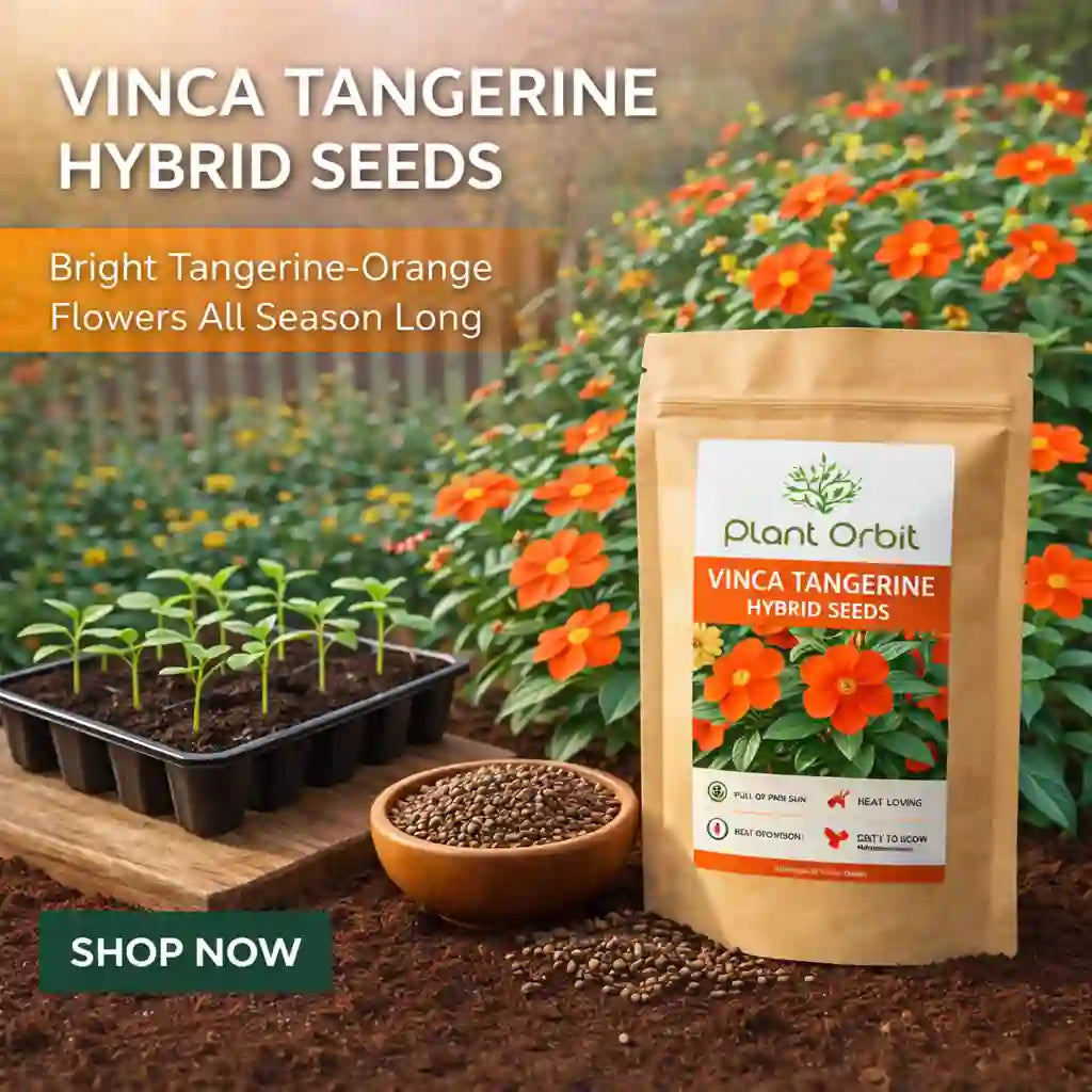 Package of Vinca Tangerine hybrid seeds with plants and flowers in the background