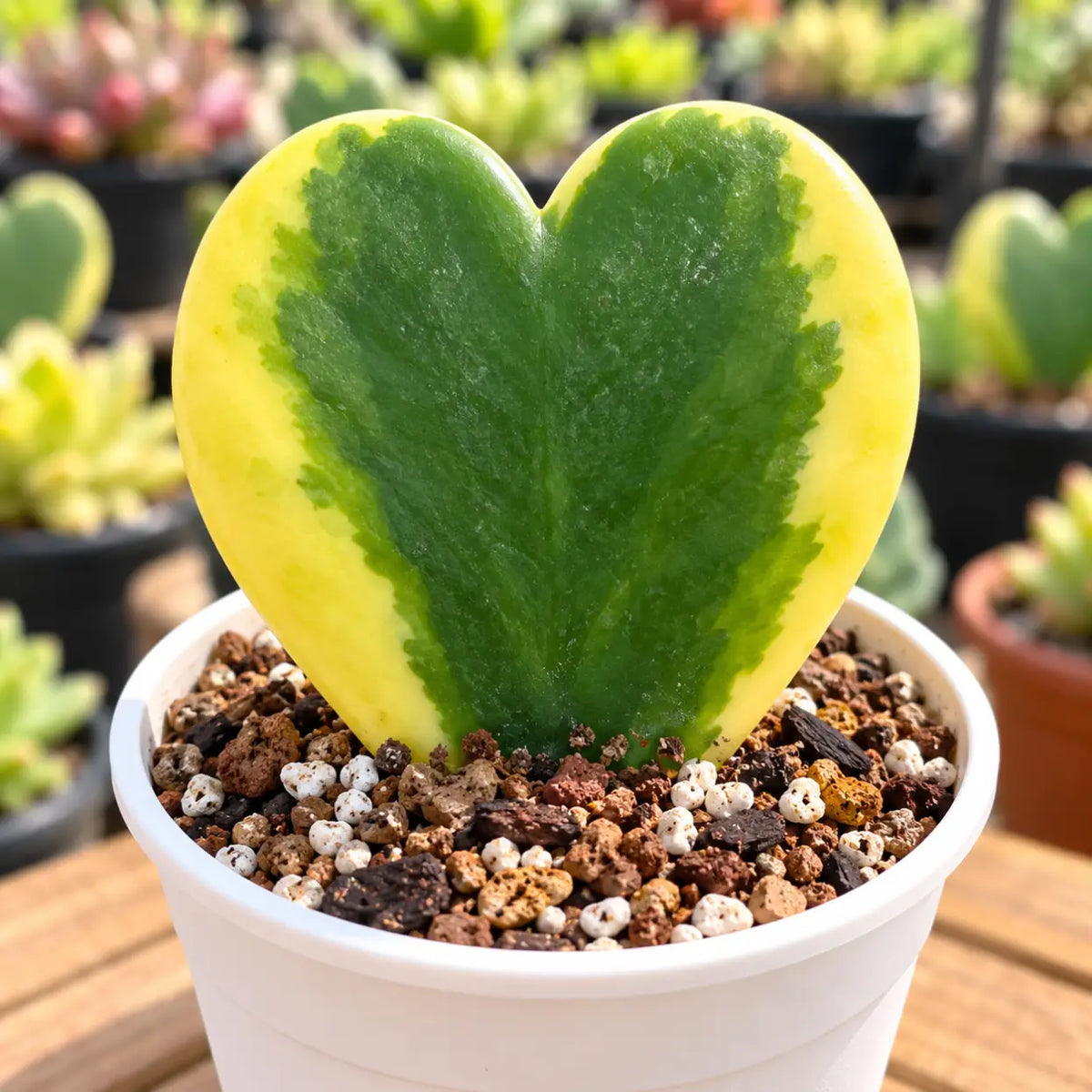Variegata Hoya Heart (Bare Rooted)