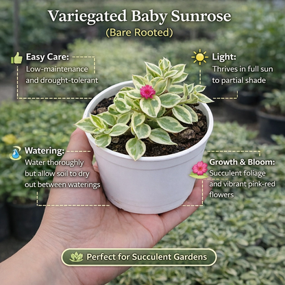 Variegated Baby Sunrose (Bare Rooted)