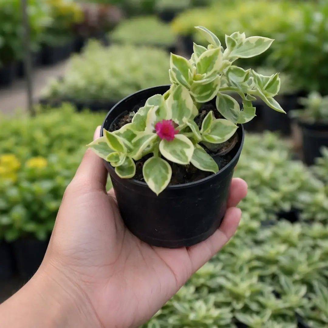 Variegated Baby Sunrose (Bare Rooted)