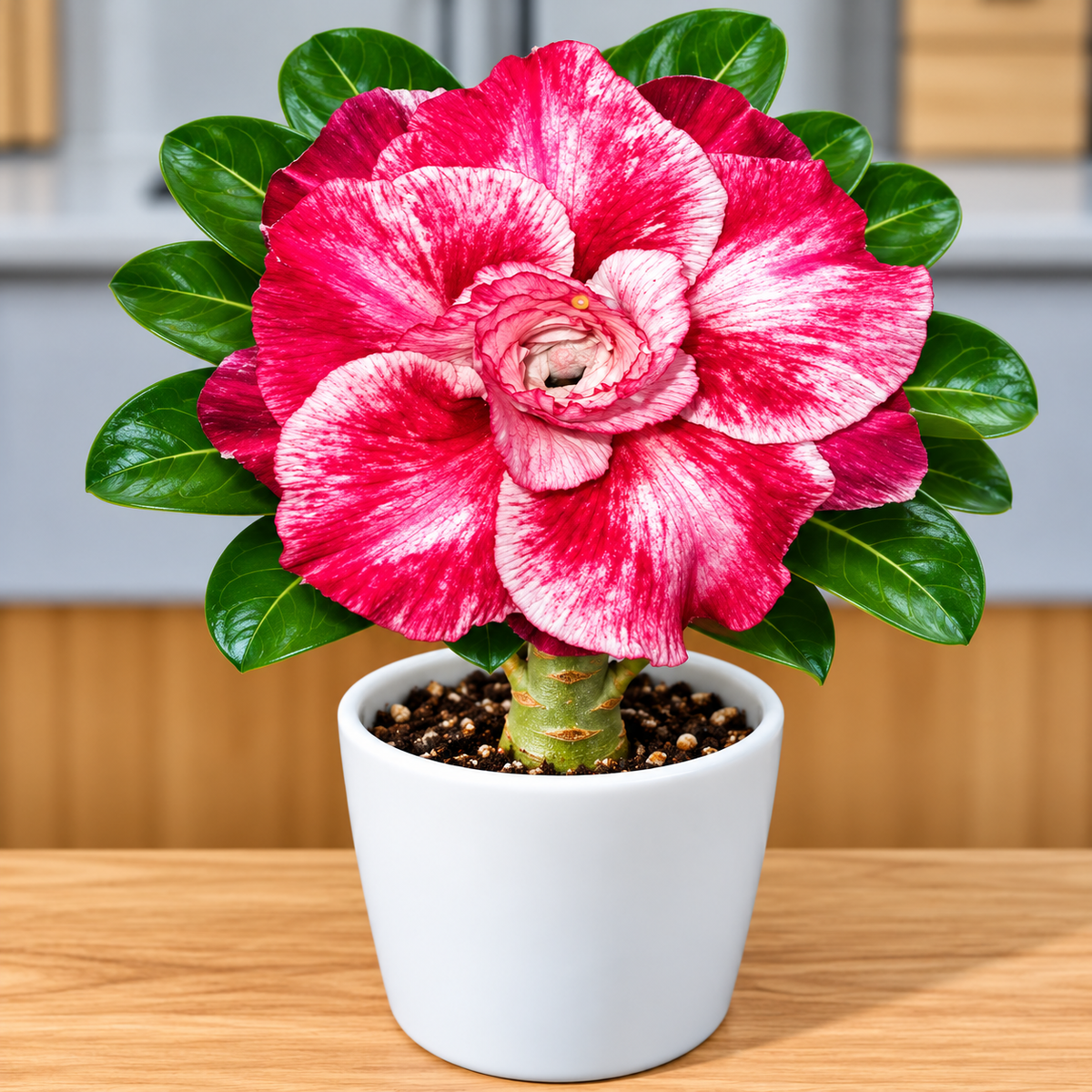 Adenium R207