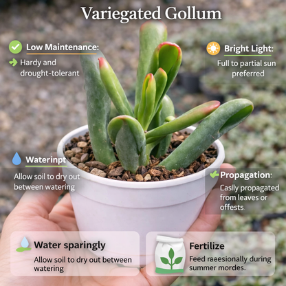 Succulent Combo A6- Set of 8 Live Succulent Plants by Plant Orbit