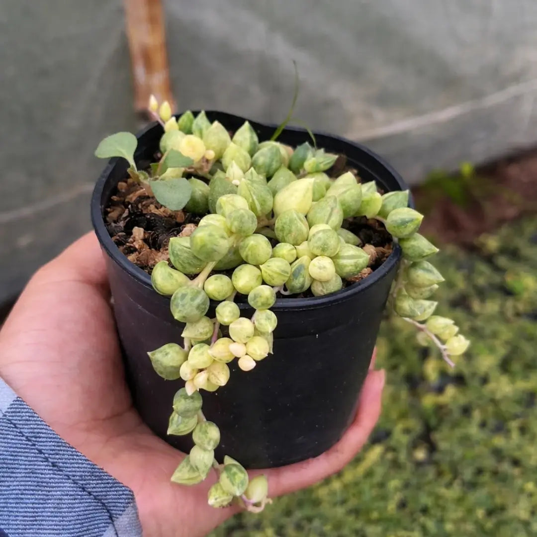 Variegated String Of Tears