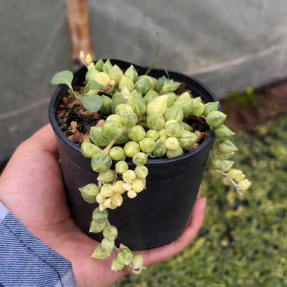 Variegated String Of Tears