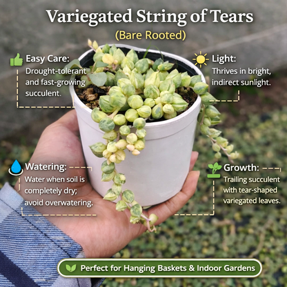 Succulent Combo – Set of 7 Live Succulent Plants by Plant Orbit
