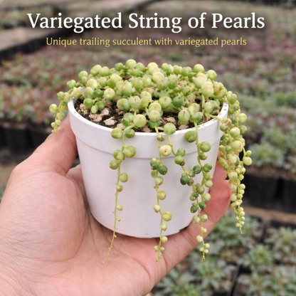 Succulent Combo – Set of 7 Live Succulent Plants by Plant Orbit