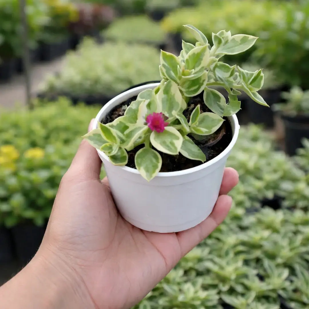 Variegated Baby Sunrose plant with green and creamy white leaves and a small bright pink flower, growing in a white pot held in a person’s hand at a plant nursery.