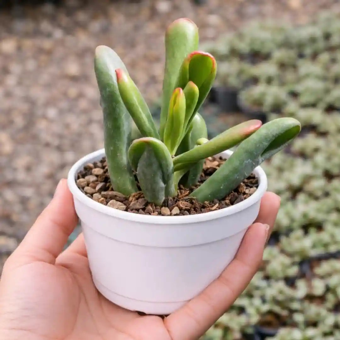 Variegated Gollum Jade (Crassula ovata ‘Gollum’) with tubular, finger-like green leaves, subtle variegation, and pink-red leaf tips, growing in a white pot.