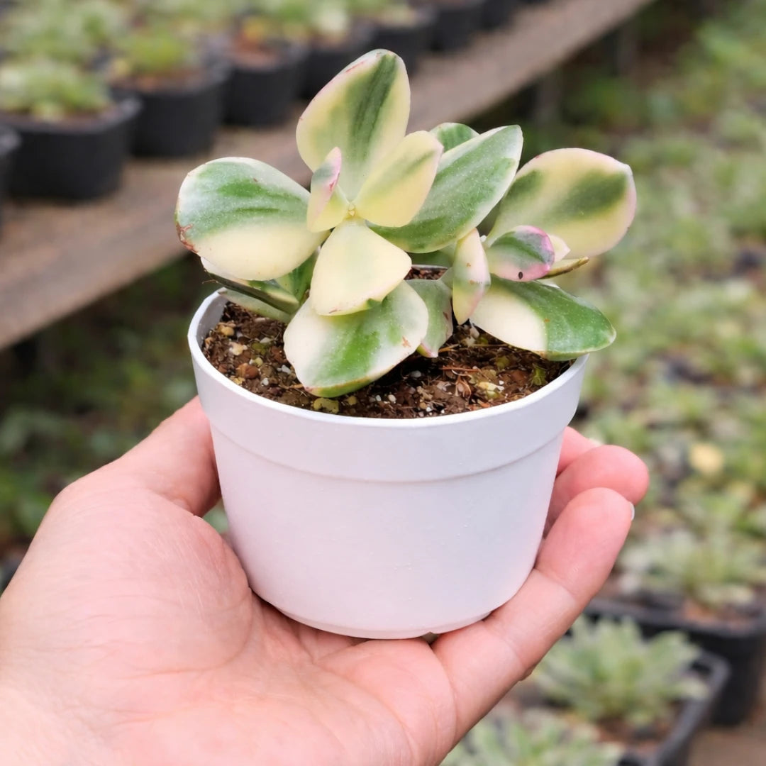 Variegated Jade Plant with thick, oval green and creamy yellow leaves, growing in a white pot held in a person’s hand at a plant nursery.