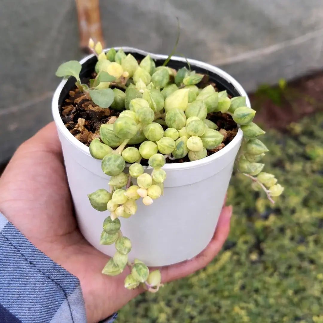 Variegated String of Tears succulent with trailing stems and plump, teardrop-shaped green and creamy yellow leaves, growing in a white pot held in a person’s hand outdoors.