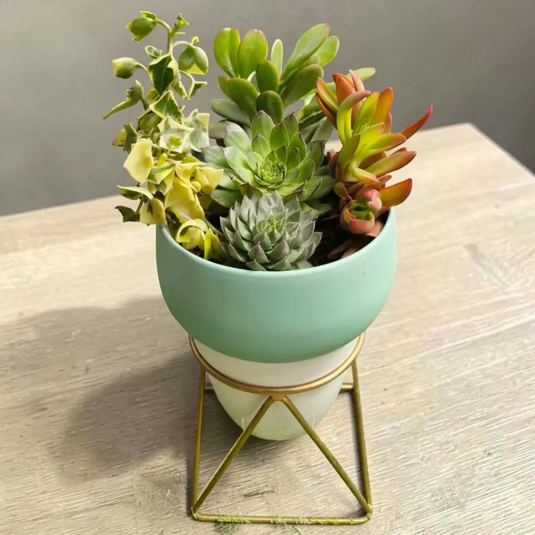 Vastu Plants ( Bare-rooted ) - Set of 5 Live Succulent Plants by Plant Orbit