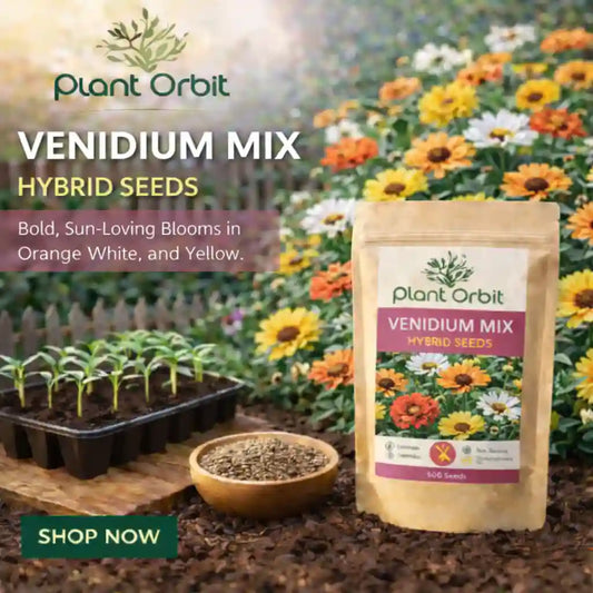 Venidium mix hybrid seeds (40 seeds)