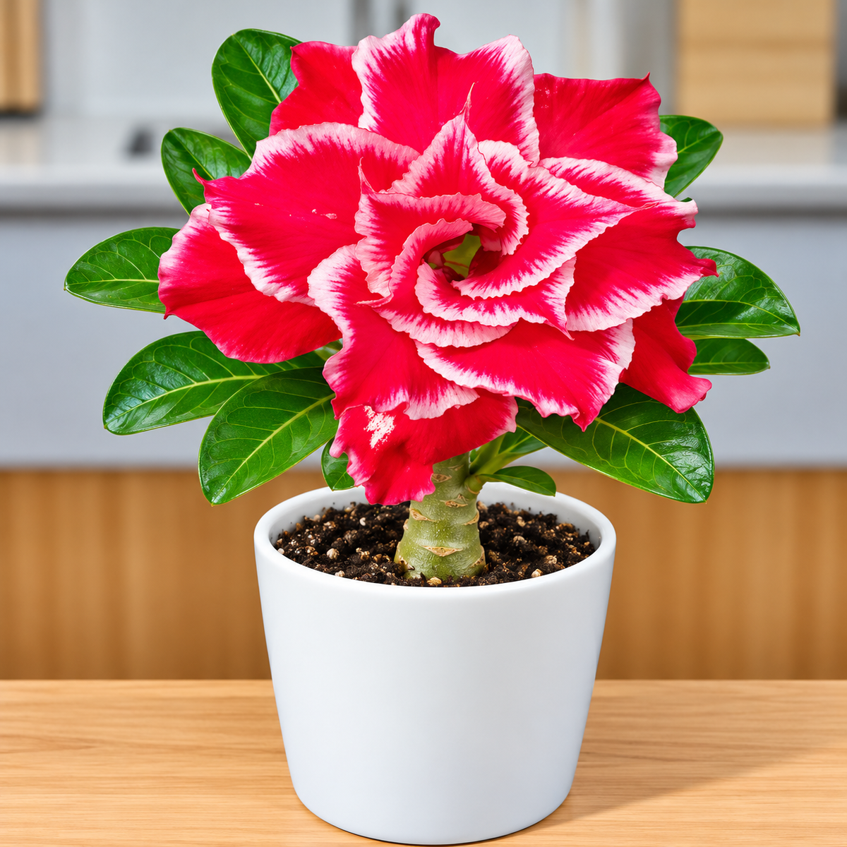 Adenium R1