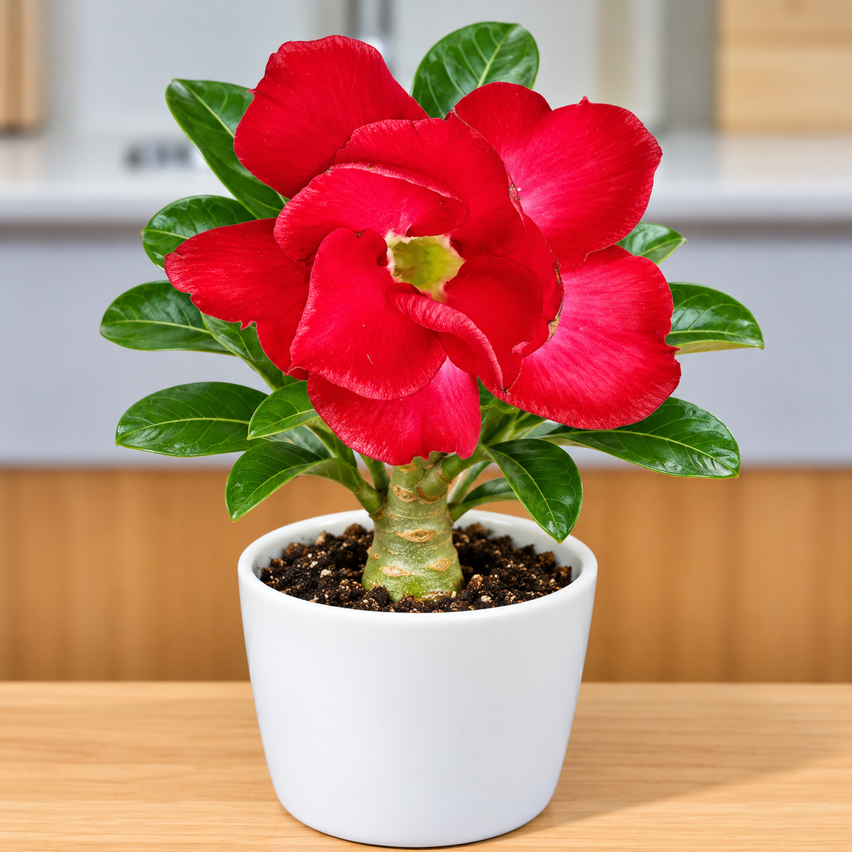 Adenium R3