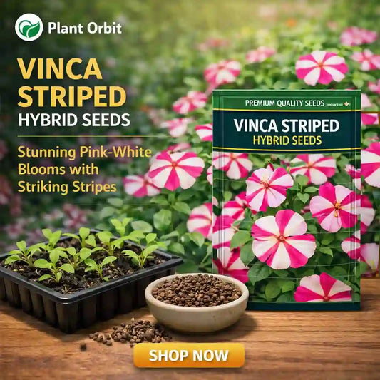 Vinca Striped hybrid seeds packaging with plants and seeds on a wooden surface, featuring Plant Orbit branding.