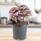 Tradescantia zebrina (Bare Rooted)