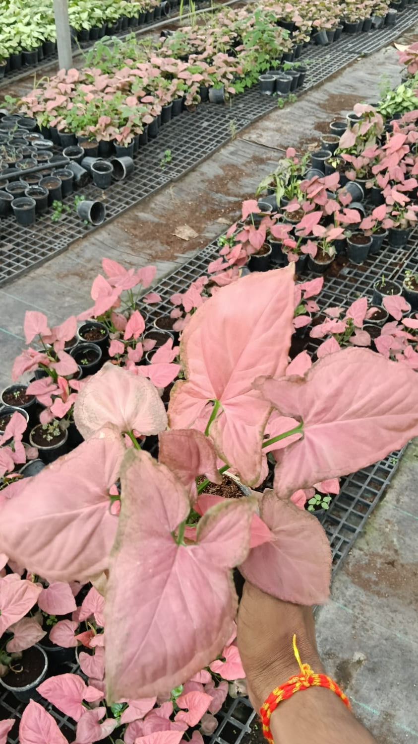 Pink Syngonium Sapling