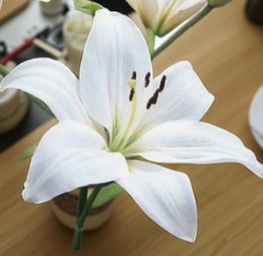 Asiatic White
