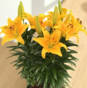 Asiatic Yellow Bulb