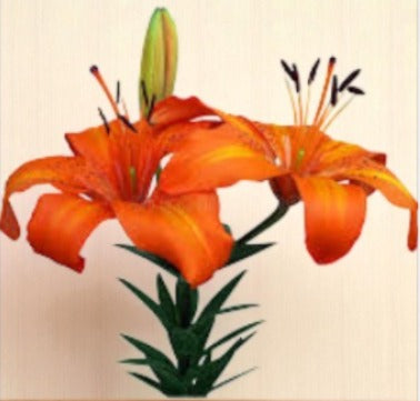 Asiatic Orange Bulb