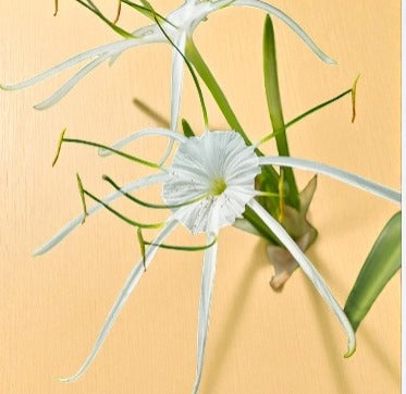 Spider Lilly