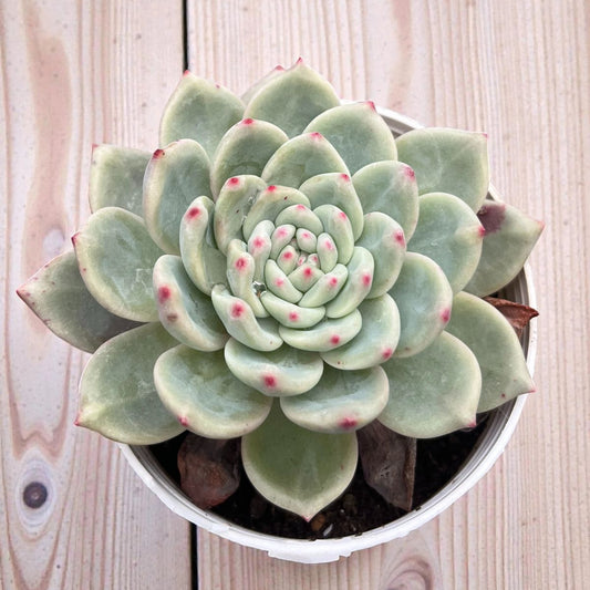 Echeveria Colorata E. Walther