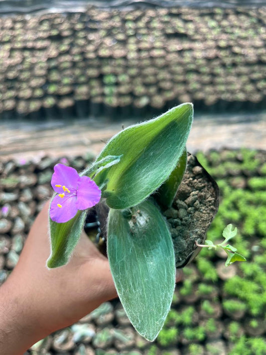 Tradescantia Silamontana Webbed Leaves (Bare Rooted)