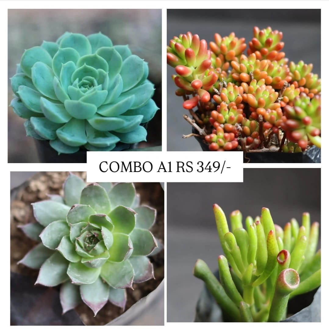 Combo A1