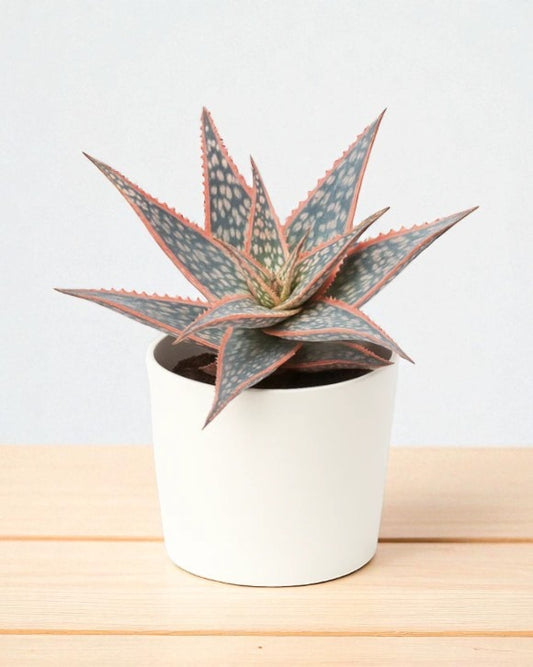 Christmas Carol Aloe (Bare Rooted)