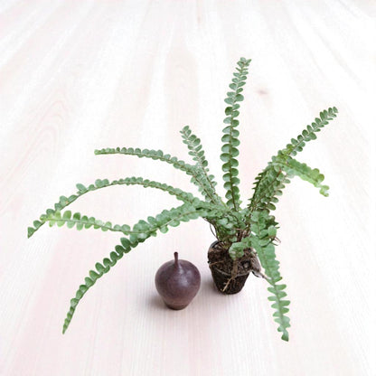 Golden Fern Plant