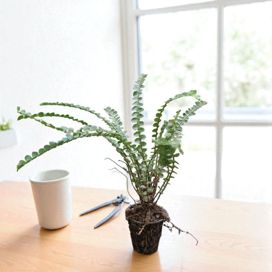 Golden Fern Plant