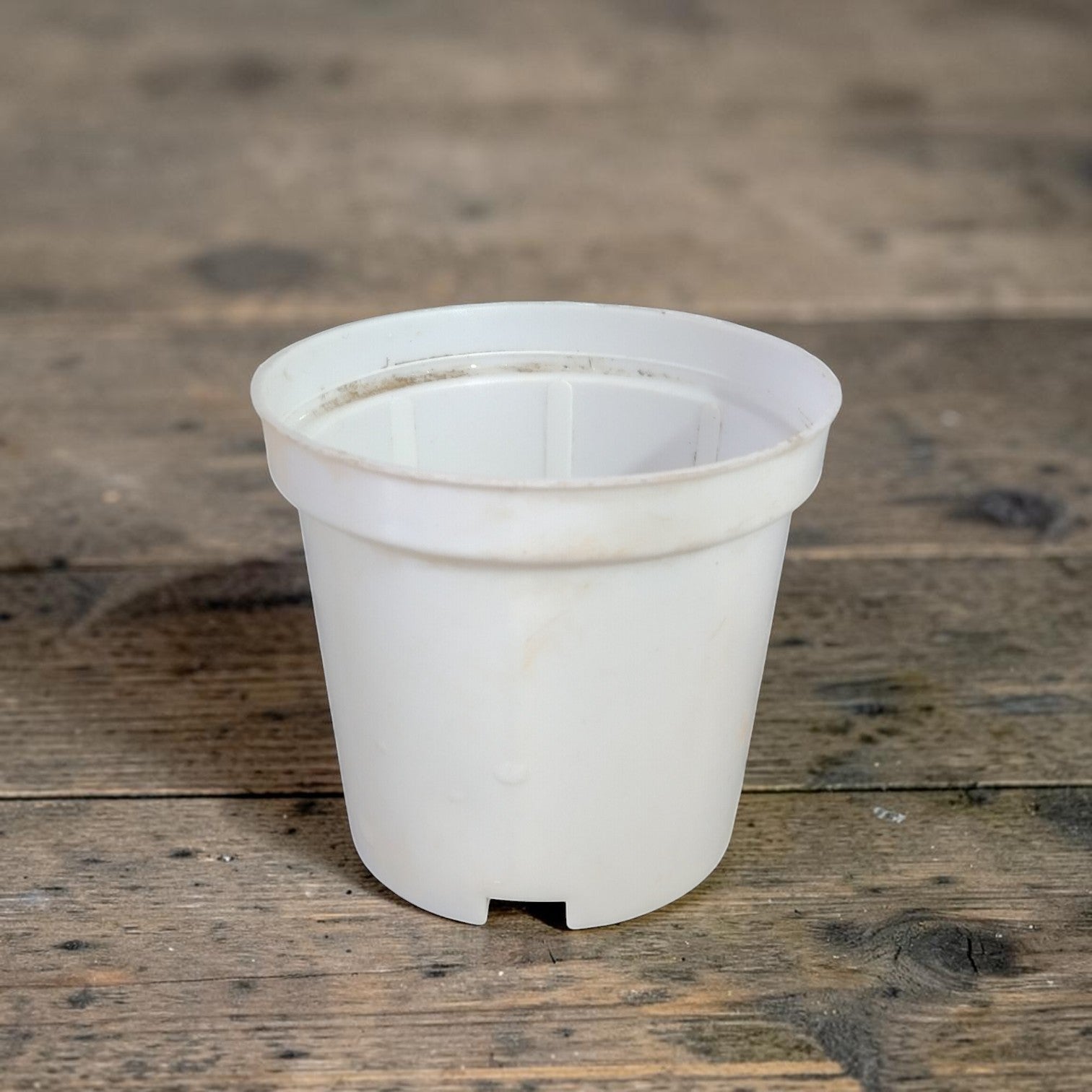 White Garedning Pot (3 inches) by plant orbit